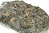Plate Of Ammonite (Xipheroceras) Fossils - Dorset, England #242421-5